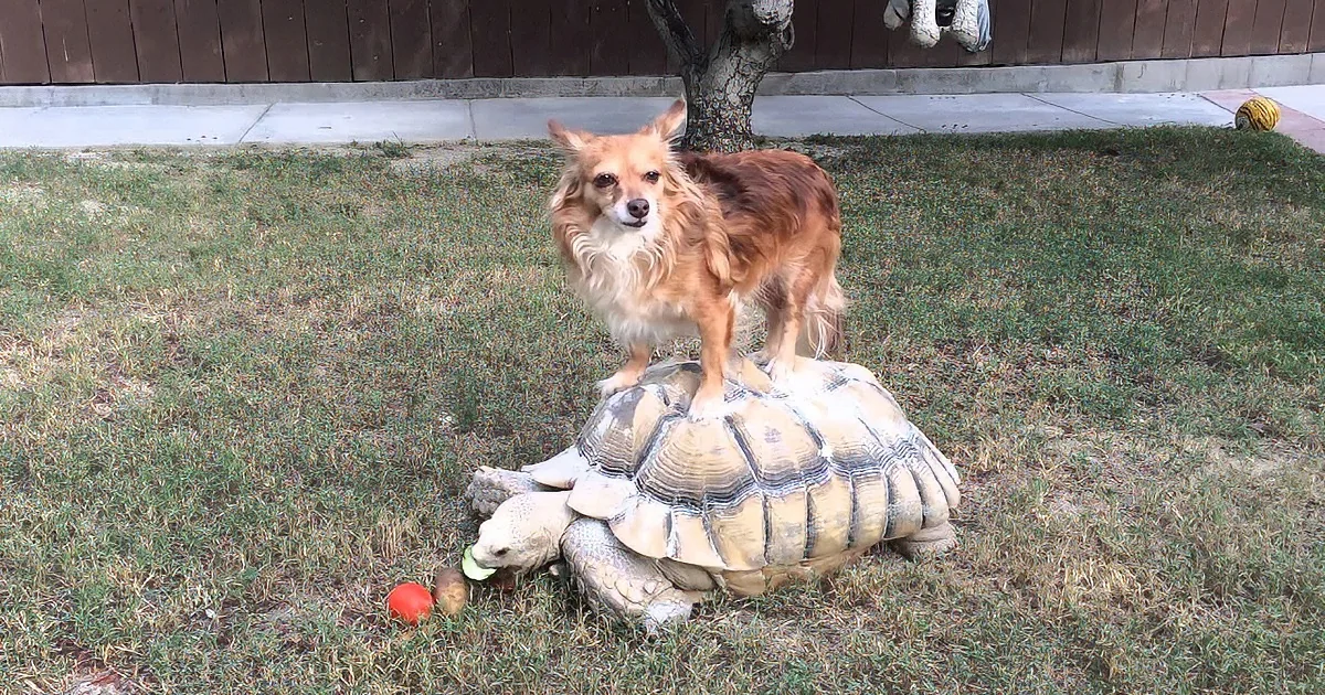 Large Turtle and Dog Go out Into Yard. What They Did Next Was Beyond Adorable.