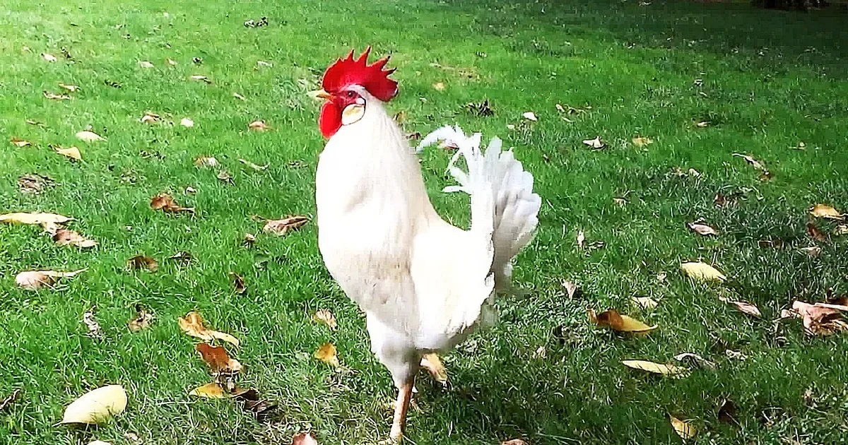A white rooster with a red comb and wattle stands on green grass with scattered leaves.
