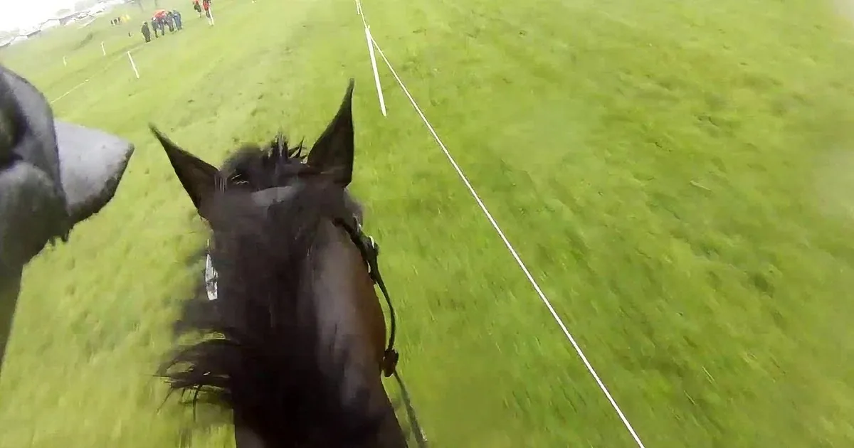 Horse Begins Galloping. What Ended up Happening Near a Fence? Simply Priceless Is Unbelievable!