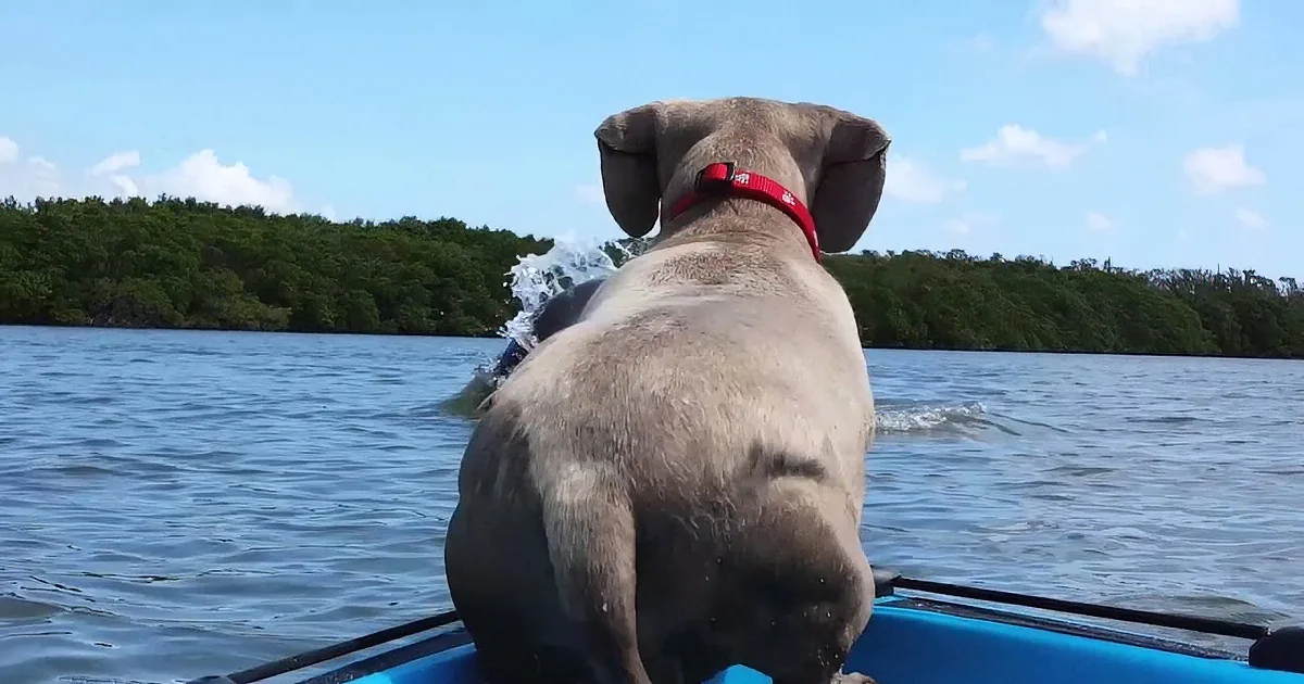 Woman and Dog Are Kayaking Together. I Was Startled by What the Dog Did Next.