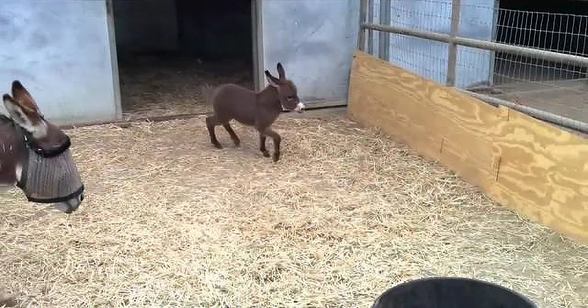 Not Even Two Weeks Old and This Baby Donkey''s Endless Energy Will Leave You Laughing