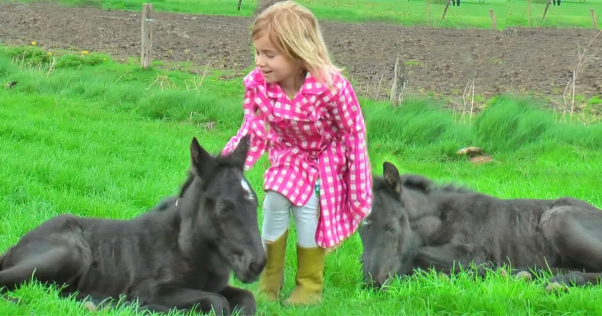 A girl in a pink checkered shirt stands between two black foals lying on a grassy field.