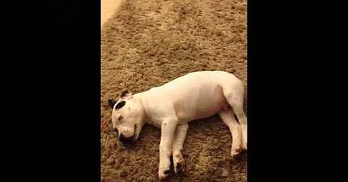 A white dog with black spots is lying on its side on a textured surface, appearing relaxed.