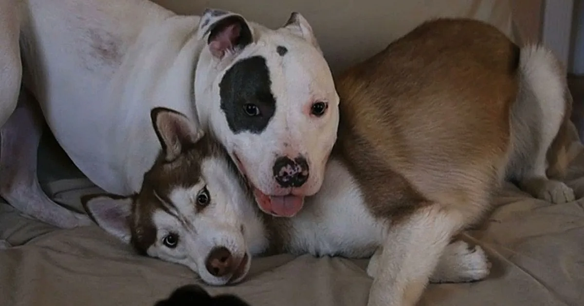 A Terribly Cute First Meeting Shows Playful Love! When They Reunite Years Later? Heartwarming!