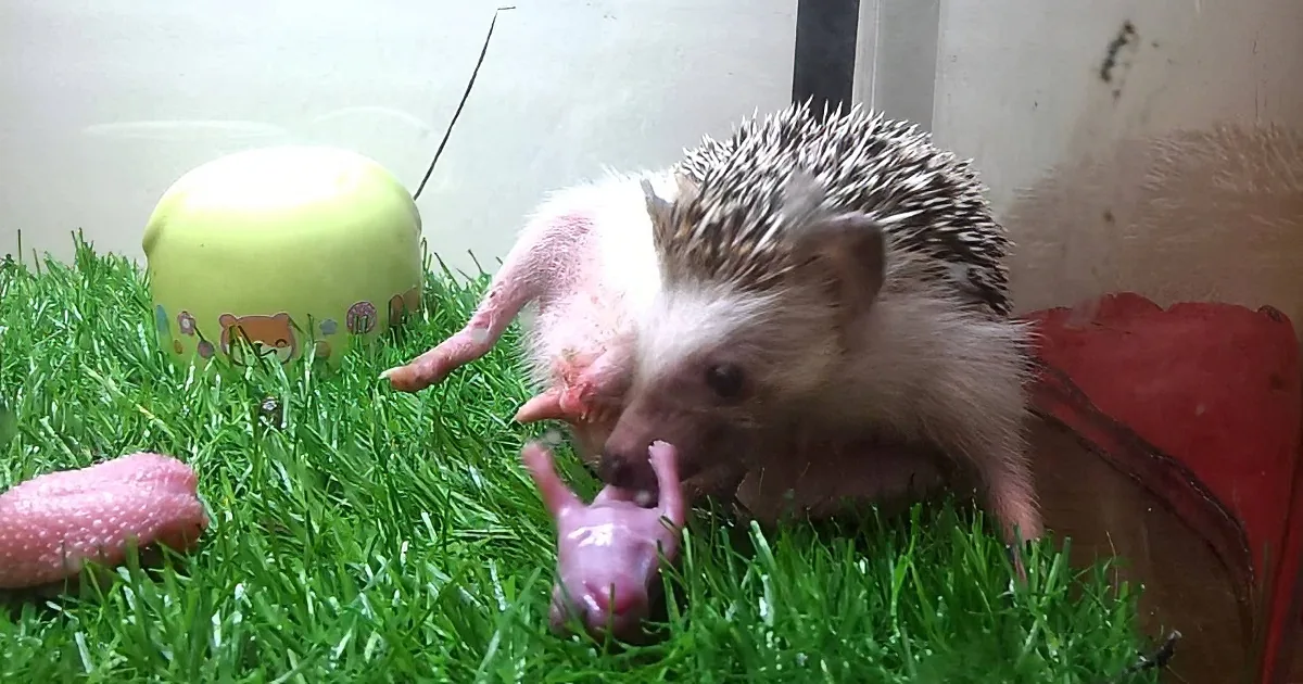 Brave Hedgehog Gives Birth. When You See Coco Courageously Embrace Motherhood, I Was Speechless!