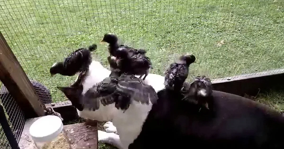 Chickens gather around a feeder in a fenced area with grass and a black goat nearby.