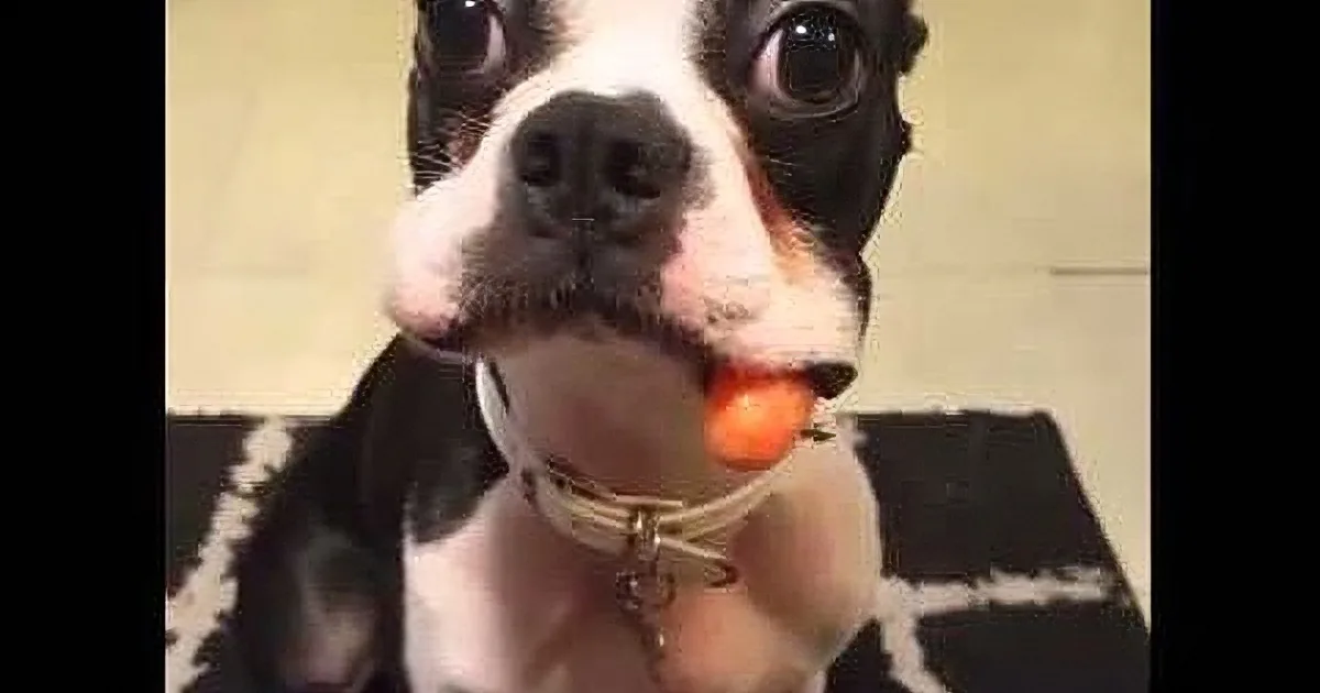 A Boston Terrier with a carrot in its mouth, wearing a collar, and looking curious.