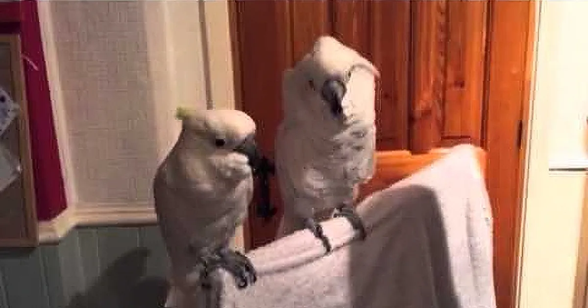 Cockatoo Hears Daddy Singing Famous Elvis Tune. I Cracked up at His Reaction!