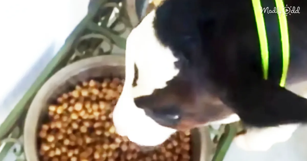 Adorable Rescued Calf Thinks He Is One of the Family Dogs