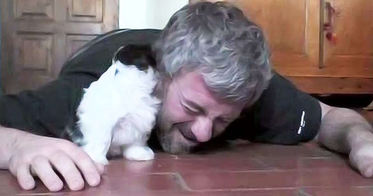 Shih Tzu Puppy Sees Daddy Lying on Floor. His Reaction to It Is so Priceless.