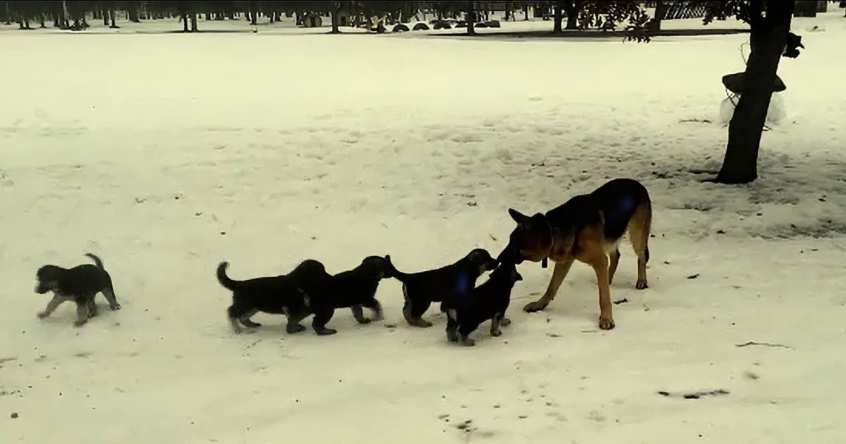 Precious Puppies Run Over to Dad. How Older German Shepherd Responds to the Pups? the Cutest!