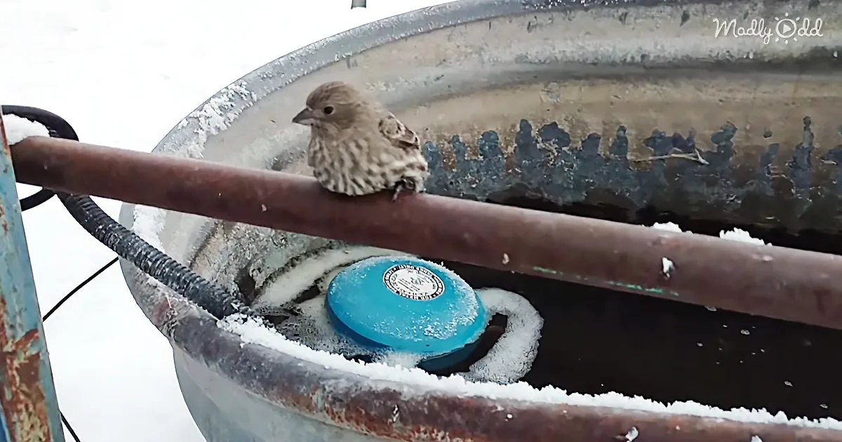 His Feet Were Stuck on Ice. See How One Elderly Gentleman Saved a Little Bird''s Life. Beautiful.