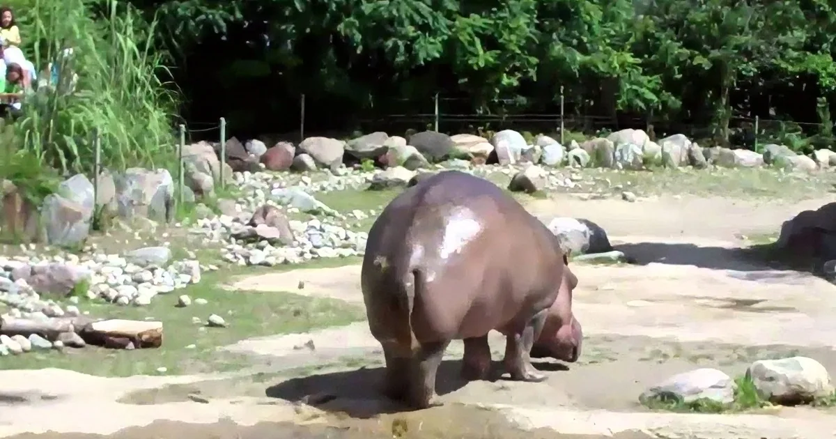 Hippo Climbs out of Water at Zoo. I Nearly Woke My Family Laughing at What Came Next.