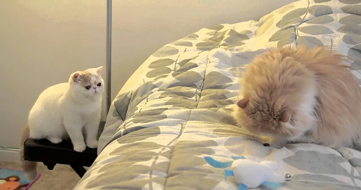 A fluffy cat lies on a bed, while another cat sits on a chair nearby, both appearing relaxed.
