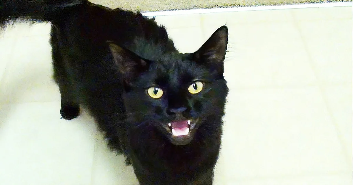 A black cat with striking yellow eyes and a slightly open mouth stands on a tiled floor.