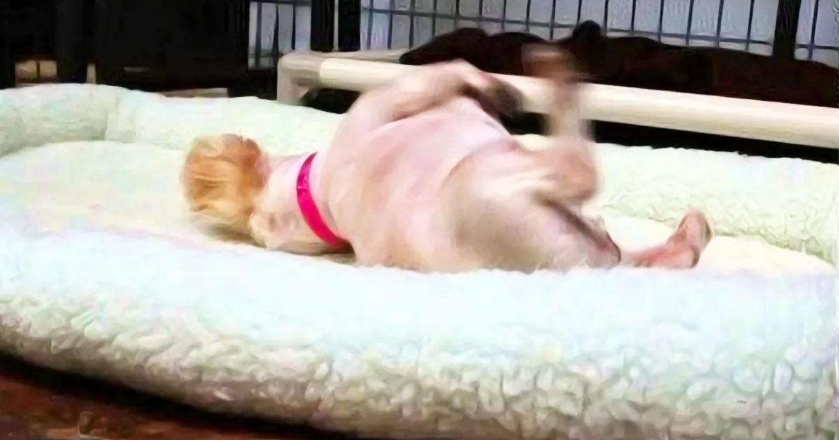 A small dog wearing a pink collar is lying on its back on a light-colored dog bed.