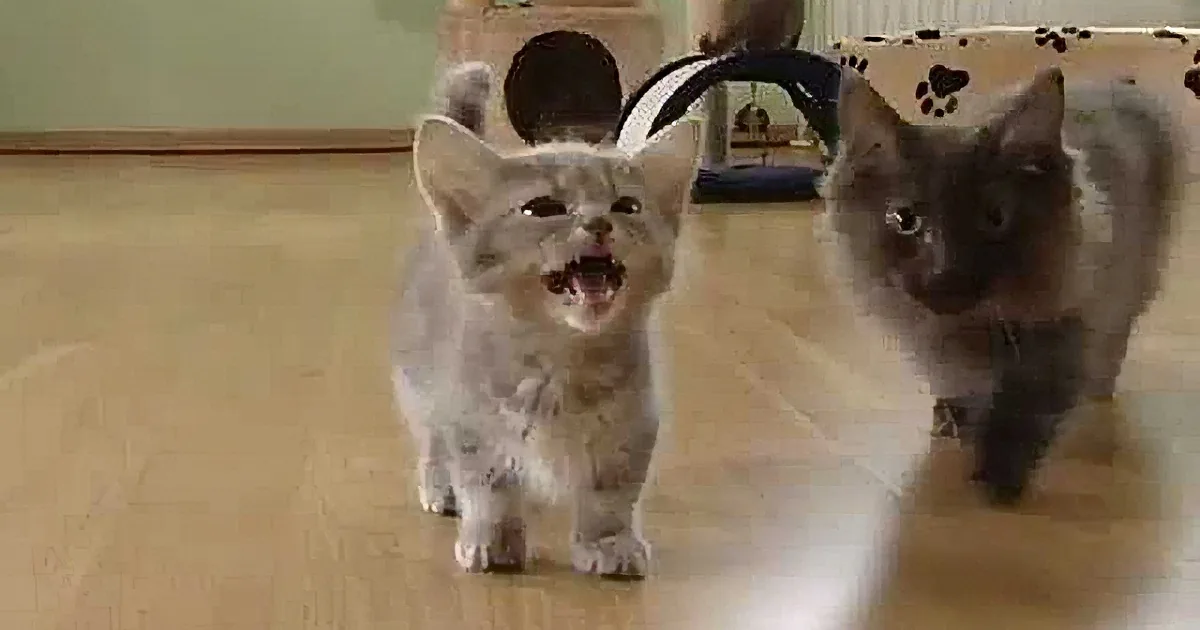 Tiny Kitten Seeks Attention in the Loudest Way. I Was Immediately Smitten With Him.