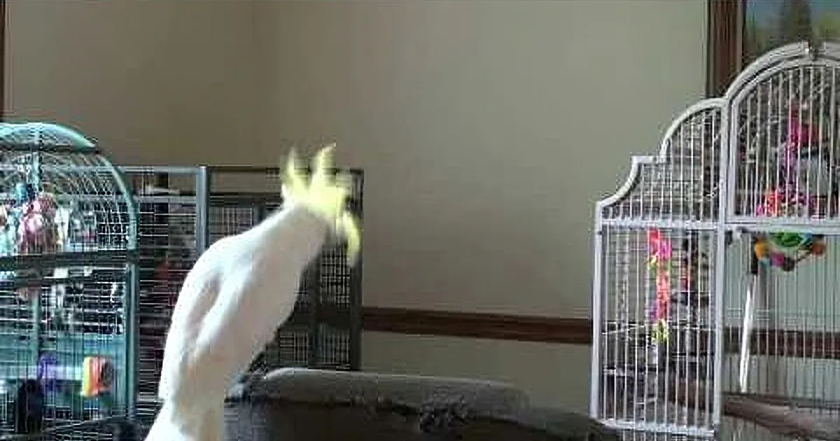 A white cockatoo with yellow crest stands on a perch, facing a large white cage with colorful toys inside.
