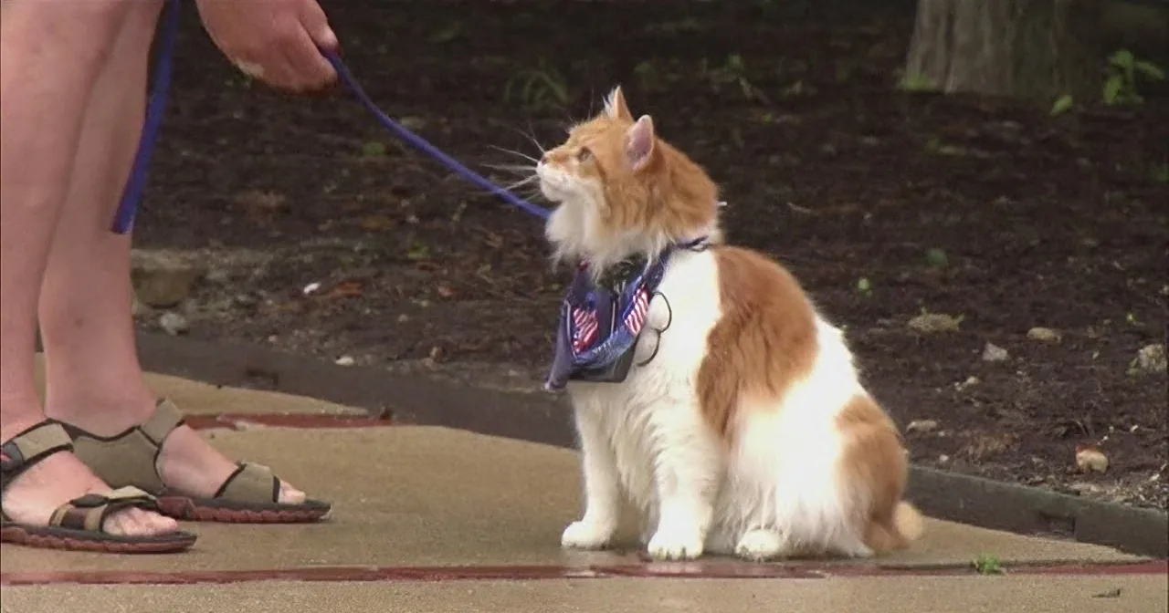 An orange and white cat wearing a harness and leash sits on a sidewalk, looking up.