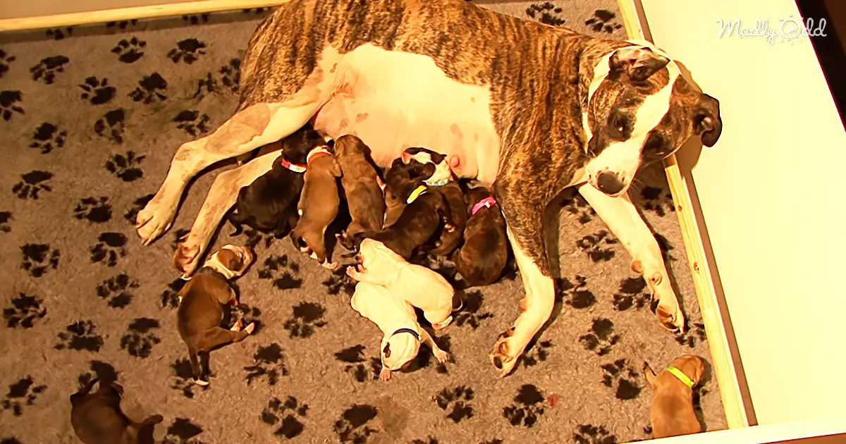 A mother dog nursing her puppies on a paw print carpet.