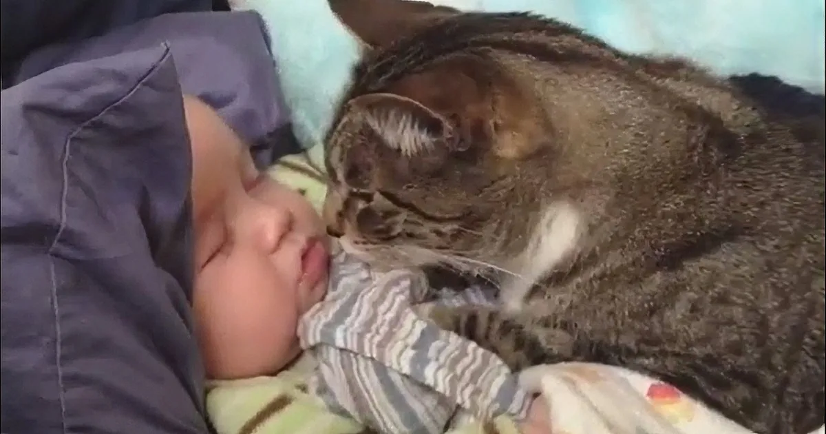 A cat is cuddling and nuzzling a sleeping baby on a bed.