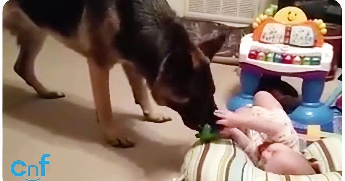 A German Shepherd dog sniffs a baby's foot while a person holds the baby's leg.