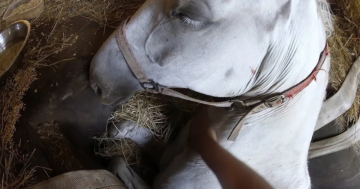 A white cow with a red collar is lying down, surrounded by hay and a metal bowl of food.