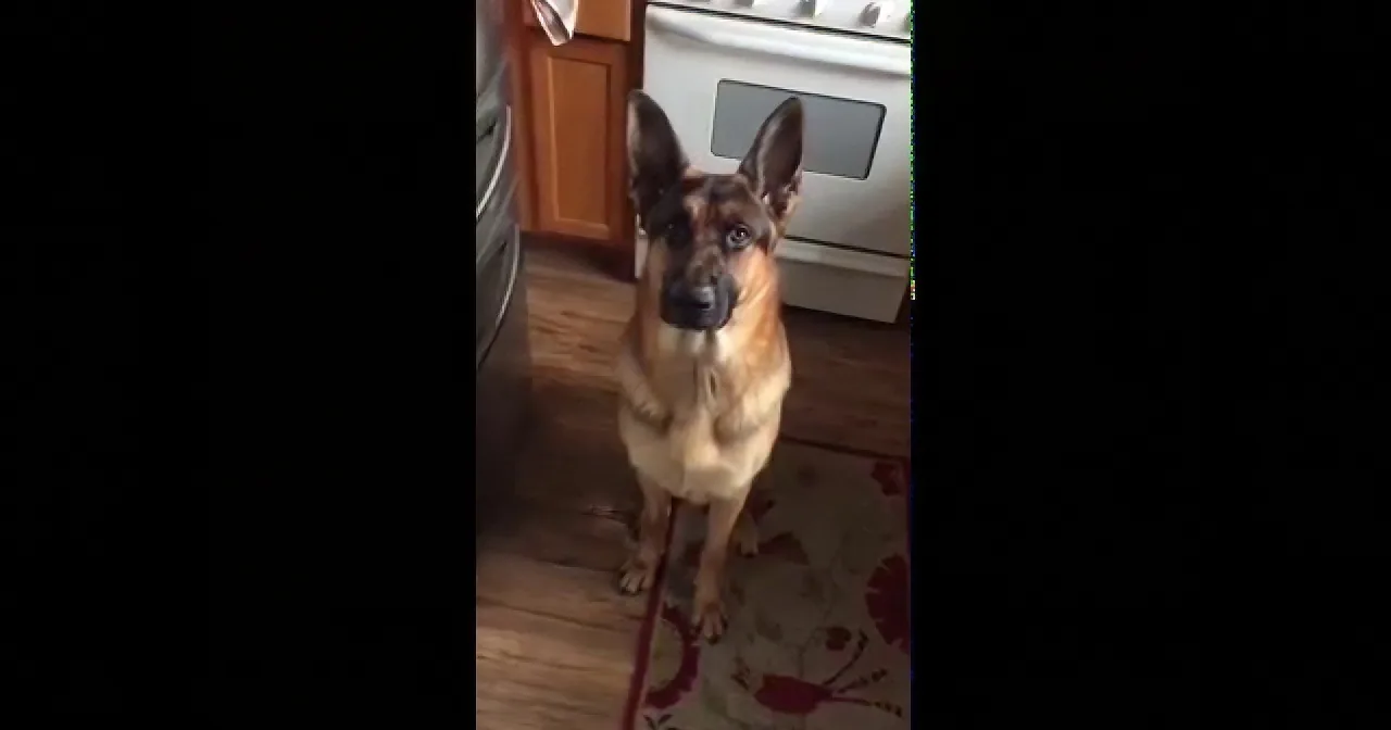 A German Shepherd dog sits attentively on a patterned rug in a kitchen.