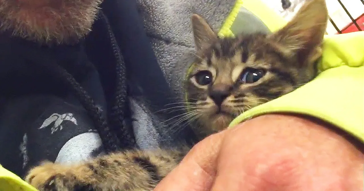 Abandoned Kitten Trapped in Storm Drain for 33 Hours! What Happened Next?? Unbelievable!