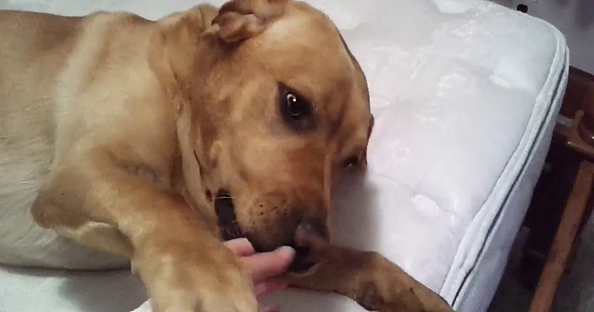 Lazy Dog Refuses to Budge From Bed Until Human Utters the Magic Word! LOL!
