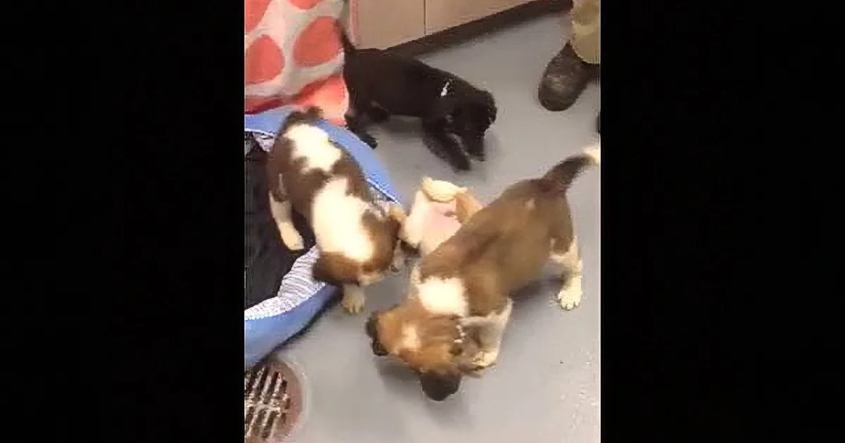 68 Canines and Puppies Rescued From Single Home!! Watch Them Relax After Rescue! so Cute!