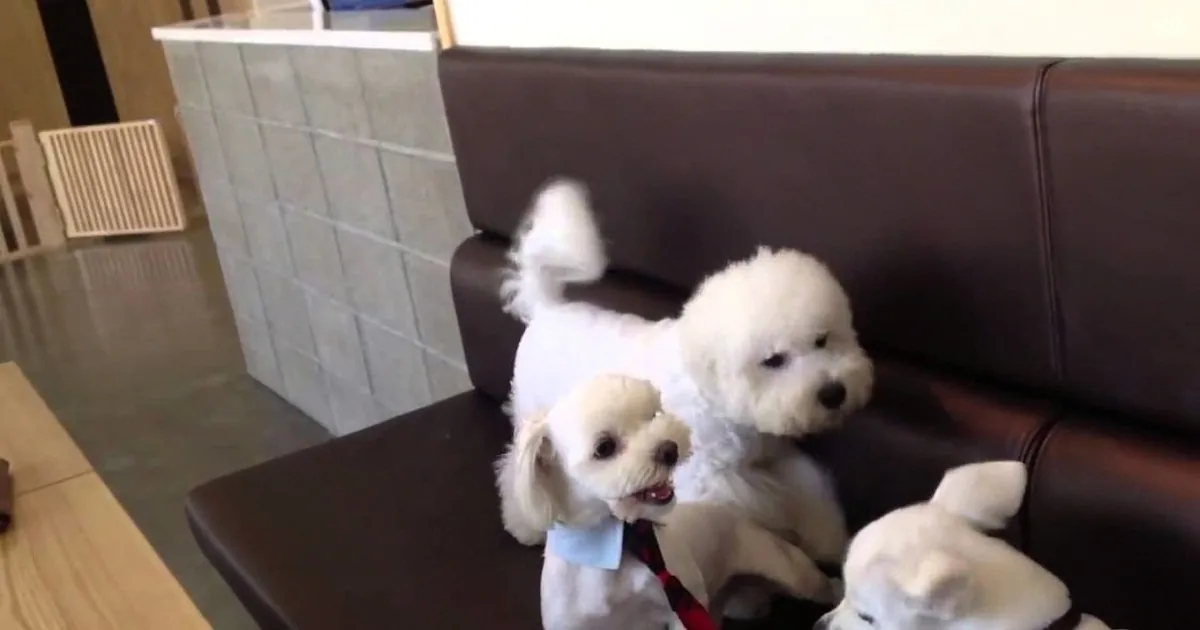 A fluffy white dog sits on a brown leather couch, looking up with a curious expression.