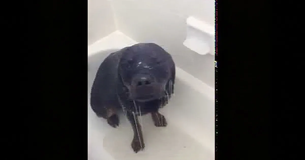 Mom Didn''t Realize the Shower Was Running. When She Saw Who Was It Was? I Couldn''t Breathe!