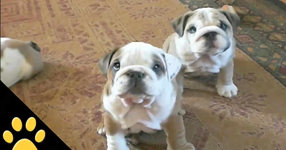 Two bulldog puppies are standing on a patterned carpet, looking up with their characteristic wrinkled faces.