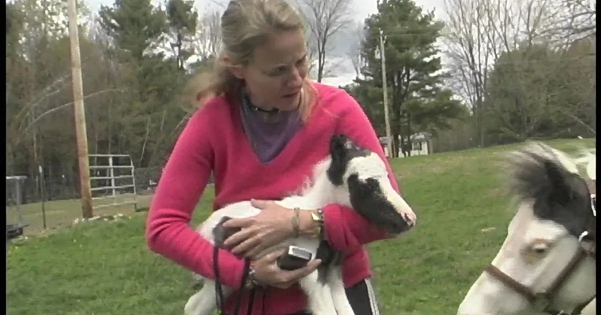 Einstein Was Officially the Smallest Foal in the World at Birth and He Is Mighty Cute