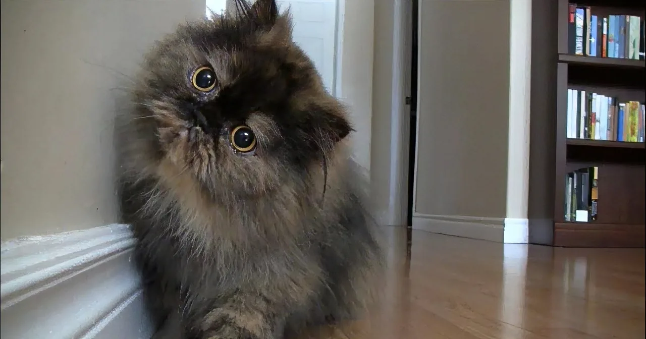 A fluffy, curious cat with large eyes sits on a wooden floor, gazing upward.