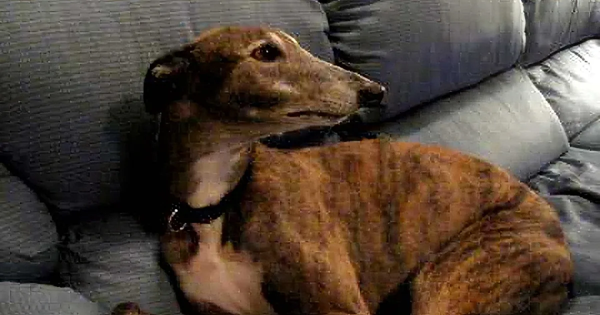 A greyhound dog with a brindle coat is lying on a grey couch, looking to the right.