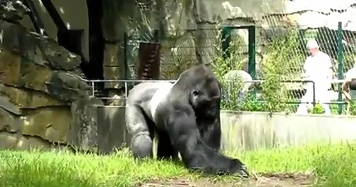A gorilla stands on grass in an enclosure with a rocky wall and fence in the background.