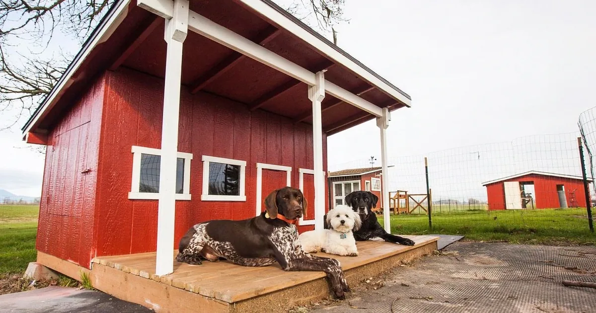Three dogs rest on a porch of a red barn in a rural setting.