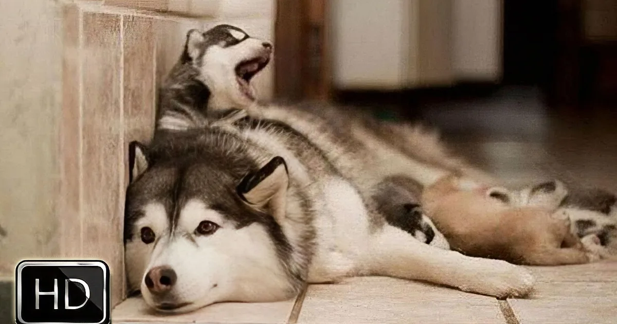 Two huskies are lying on a tiled floor, one resting its head on the other's back.