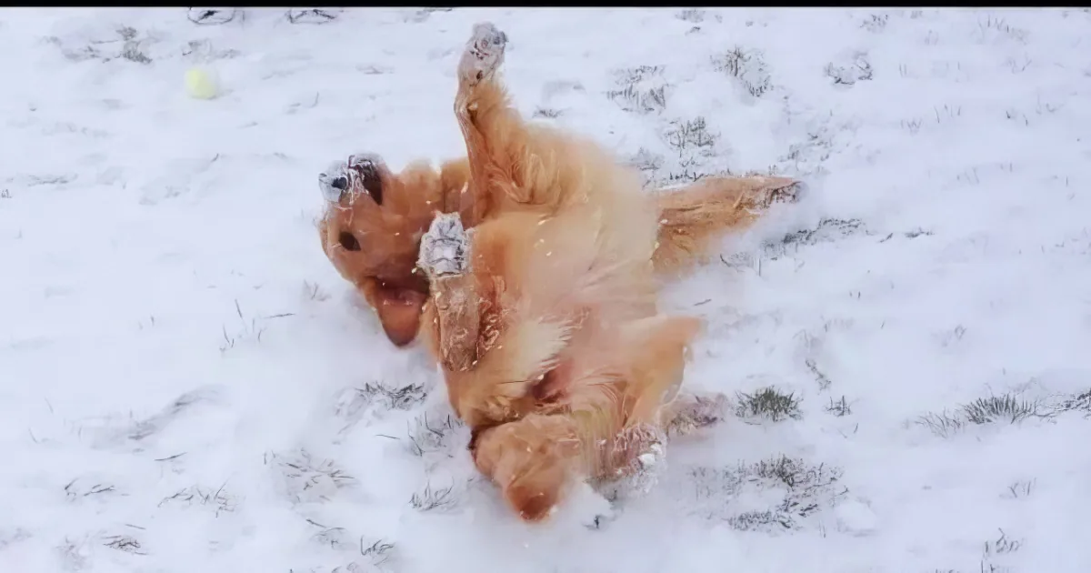 Precious Dogs Have Best Snow Days Ever. When You See the Snow Angels, You''ll Grin so Wide.