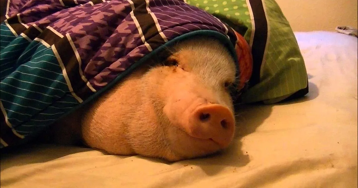 Tired Pig Falls Asleep. Only to Be Awoken by the Most Delicious Aroma, Wafting in the Air.