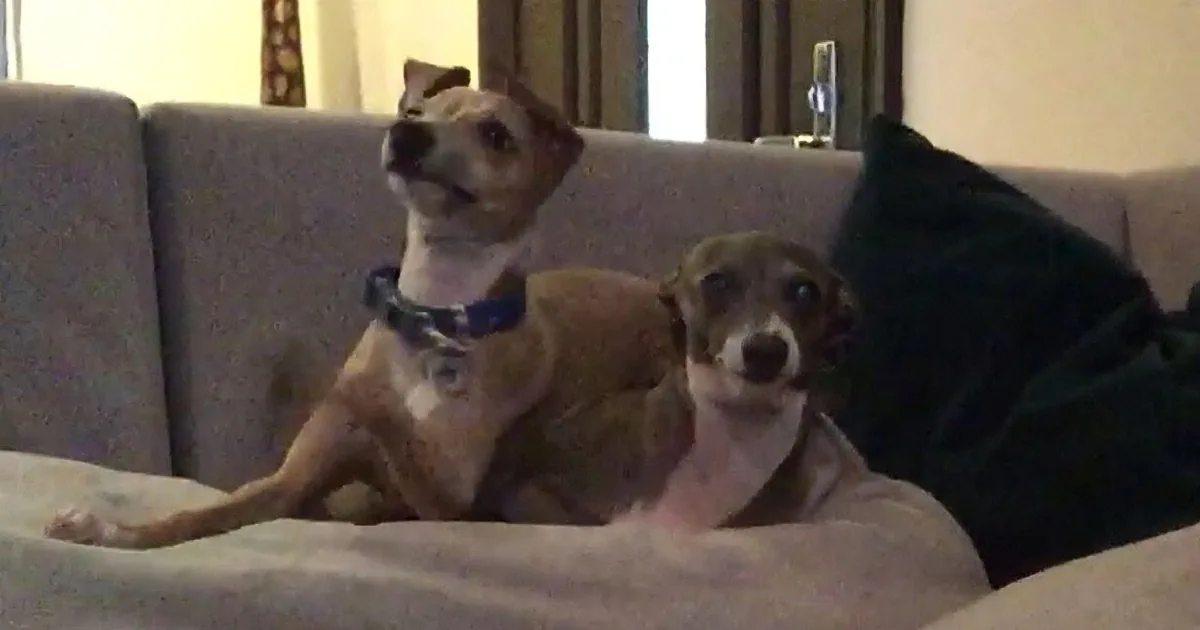 Two dogs, one with a blue collar, are sitting on a couch, looking up attentively.