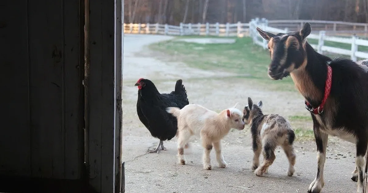 A black chicken stands near a barn door, surrounded by goats, with a white fence and trees in the background.