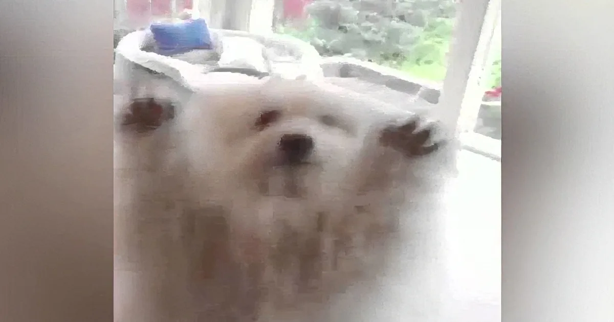 A fluffy white dog is sitting on a table, looking up with a curious expression.