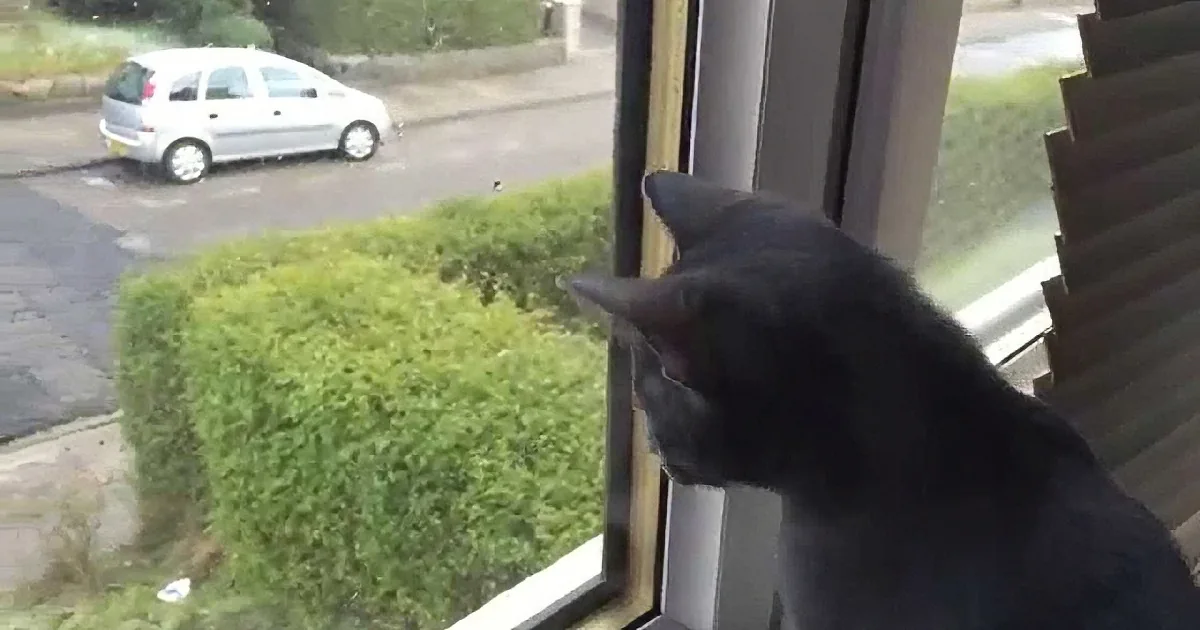 A black cat perches on a window sill, gazing out at a white car parked on a street with greenery and a trash can in the...