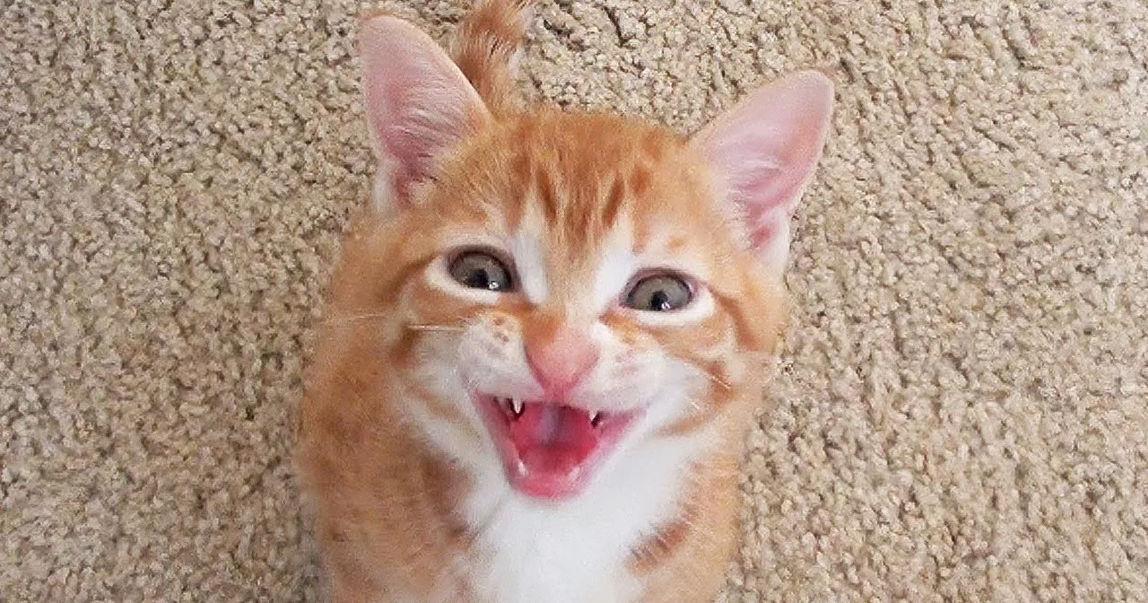 An orange and white kitten with a surprised expression and a visible fang is on a beige carpet.