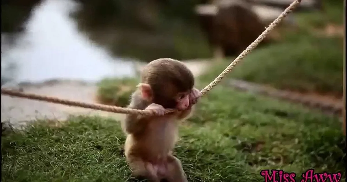 A baby monkey hangs from a rope, gripping it with its tiny hands and feet.