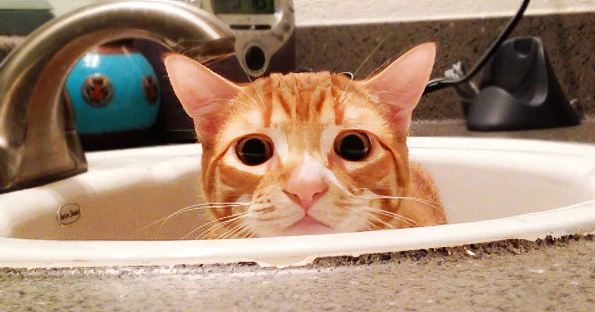 An orange tabby cat with wide eyes is peeking out from a kitchen sink, looking directly at the camera.