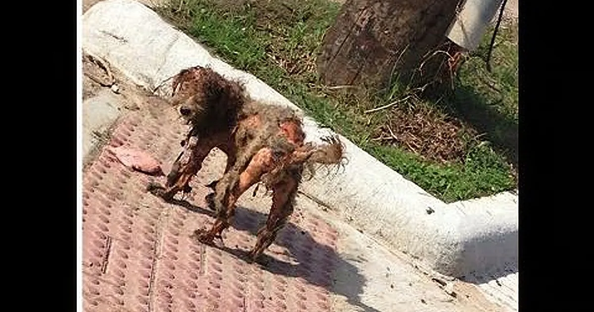A dog with severely matted fur is lying on a brick path near a tree.